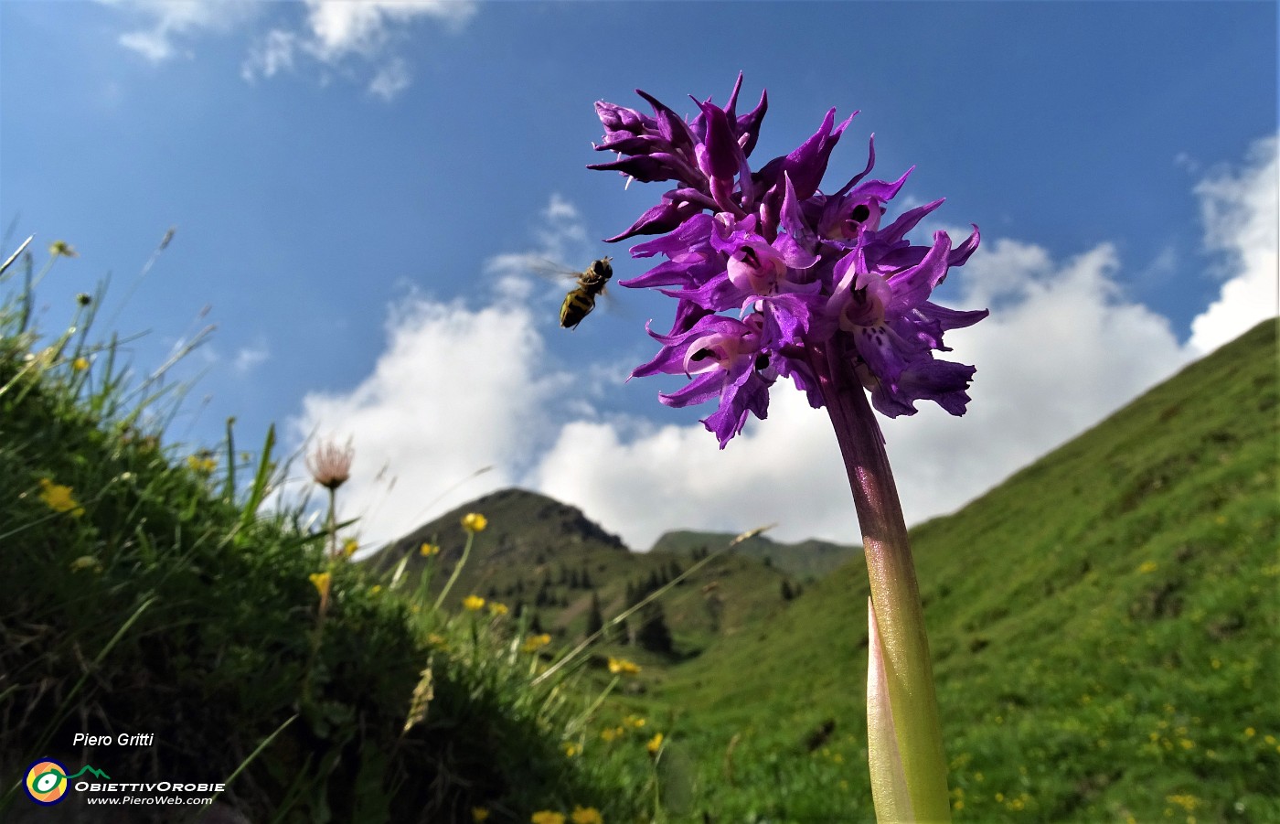 96 Orchide mascula (Orchis mascula) visitata da un'ape.JPG -                                